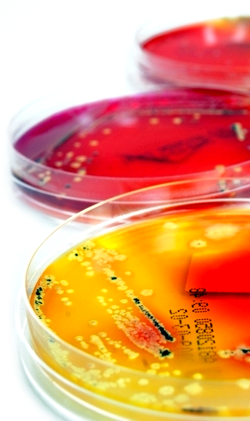predictive_microbiology_in_food_industry
